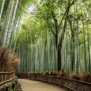 Kyoto Bamboo Forest