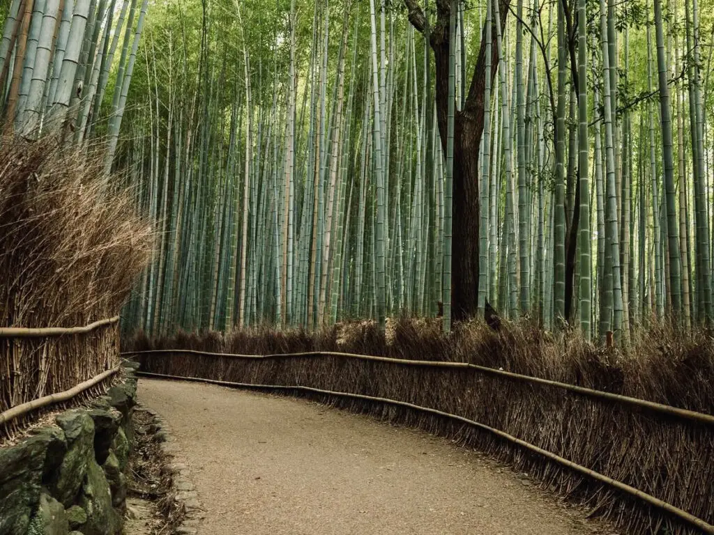 Best 4 day itinerary Kyoto, visit Bamboo Forest